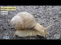 Video thumbnail for Hibernation | Migration | Animals Hibernate | Animal Migration | Animal Adaptations | Science