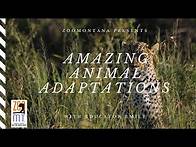 Video thumbnail for Amazing Animal Adaptations