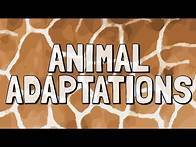 Video thumbnail for What Are Animal Adaptations?