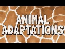 Video thumbnail for What Are Animal Adaptations?