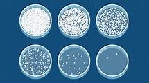 Video thumbnail for Bacterial growth - Micro-organisms and their applications – WJEC - GCSE Biology (Single Science) Revision - WJEC - BBC Bitesize
