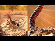 Video thumbnail for 14 Animals With Real Superpowers