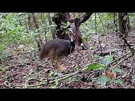 Video thumbnail for Animals of the Daintree Rainforest