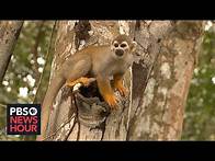 Video thumbnail for In Brazil, fires and deforestation threaten Amazon species' survival