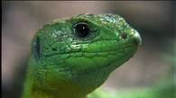 Video thumbnail for Green plants and animals in the rainforest - Living things: Video playlist - BBC Bitesize
