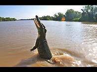 Video thumbnail for Animal Nature Documentary - Australian Saltwater Crocodile | Wild Planet HD