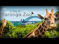 Video thumbnail for Taronga Zoo, Sydney Australia
