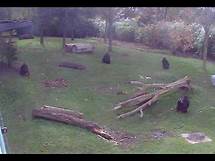 Video thumbnail for Live WebCam Gorillas