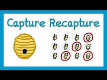 Video thumbnail for Capture Recapture - GCSE Higher Maths