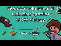 Video thumbnail for Bioaccumulation and Indicator Species - WJEC Biology - (GCSE REVISION)