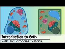 Video thumbnail for Introduction to Cells: The Grand Cell Tour