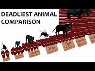 Video thumbnail for Deadliest Animal Comparison: Probability and Rate of Death