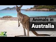 Video thumbnail for Wildlife in Australia: A Guide of Different Types of Australian Animals