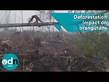 Video thumbnail for Newly released footage shows heart-breaking impact of deforestation on orangutans