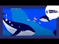 Video thumbnail for What is biodiversity?