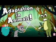 Video thumbnail for ANIMALS ADAPTATION | How Adaptation In Animals Work? | The Dr Binocs Show | Peekaboo Kidz
