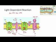 Video thumbnail for IB Biolgoy 8.3 (Photosynthesis)