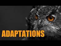 Video thumbnail for Types Of Adaptations