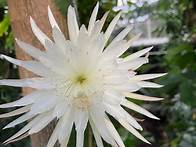 Video thumbnail for Rare Moonflower Cactus Blooms in the U.K.