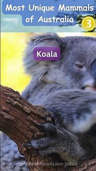 Video thumbnail for Unveiling the Most Unique Mammals of Australia
