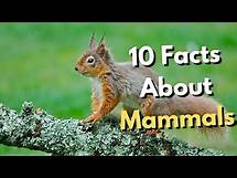 Video thumbnail for 10 Facts About Mammals Everyone Should Know
