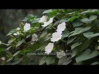 Video thumbnail for Time lapse of Moon flowers or Common Night Glory