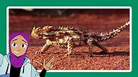 Video thumbnail for How does climate change affect living things? - KS2 - The Regenerators - BBC Bitesize