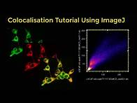 Video thumbnail for Colocalisation tutorial using ImageJ