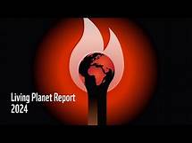 Video thumbnail for WWF’s 2024 Living Planet Report