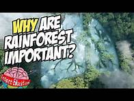 Video thumbnail for Why are rainforests important?
