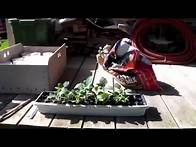 Video thumbnail for Starting My Moonflower seeds on 3 - 26 transplanting on 5 - 22 - 2016