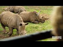 Video thumbnail for Virtual Safari Tour at Werribee Open Range Zoo