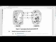 Video thumbnail for CSEC Biology JUNE 2022 Paper 2 Solutions