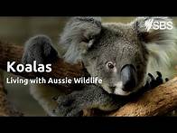 Video thumbnail for Koalas | Living with Aussie Wildlife | Learn English