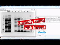 Video thumbnail for Quantifying bands on SDS-PAGE using ImageJ