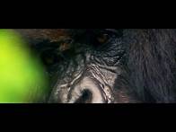 Video thumbnail for Discover Uganda, the Pearl of Africa