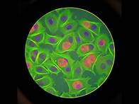 Video thumbnail for Exploring Specialized Cells: Year 8 Biology Made Easy!