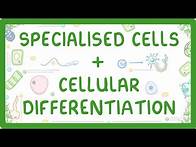 Video thumbnail for GCSE Biology - Differentiation and Specialised Cells