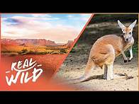 Video thumbnail for Surviving The Harsh Australian Outback | Australia's Wild Places | Real Wild