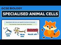 Video thumbnail for Specialised Animal Cells - GCCE Biology