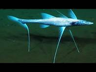 Video thumbnail for 10 Extremely Amazing Fish Abilities