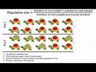 Video thumbnail for Capture-recapture technique (HIGHER)