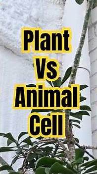 Video thumbnail for Plant vs animal cell differences #biology #cell