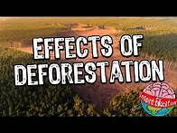 Video thumbnail for Rainforest Deforestation