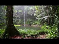 Video thumbnail for Habitats: Rainforests [CLIP]