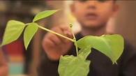Video thumbnail for Sid the Science Kid - Growing Plants Video | PBS KIDS