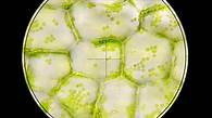 Video thumbnail for Plant and animal cells - Cell structure - AQA  - GCSE Biology (Single Science) Revision - AQA - BBC Bitesize