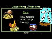 Video thumbnail for 5th Grade - GA Science - Classifying Organisms - Topic Overview