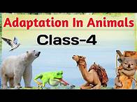 Video thumbnail for Adaptation In Animals| How animals survive | Class 4 | Science
