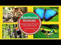 Video thumbnail for RAINFOREST ANIMALS FOR KIDS-DOCUMENTARY NAME AND SOUNDS WILD ANIMALS